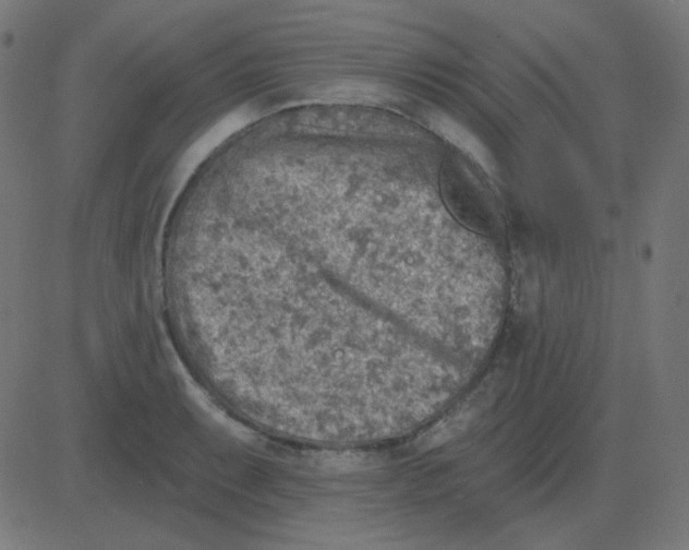 X0000081281087200702012213