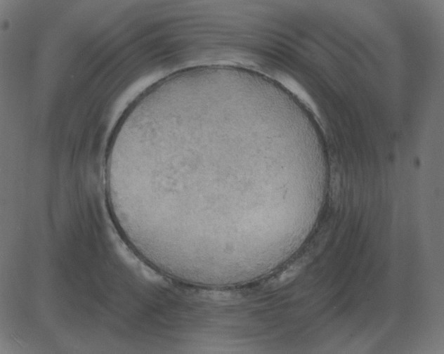 X0000081281088200702012212