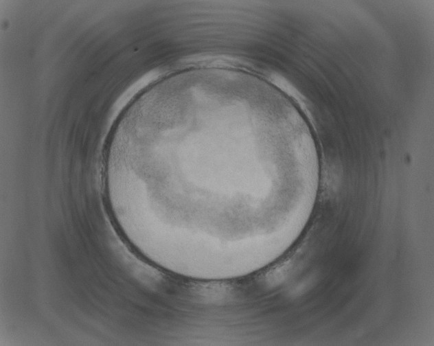 X0000081281090200702012212