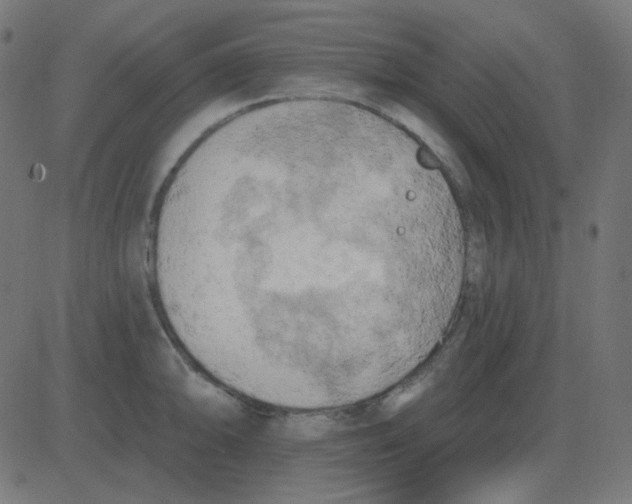 X0000081281094200702012212