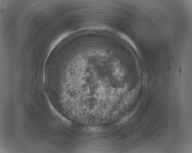 X0000081281095200702012212