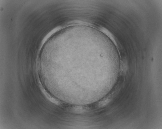 X0000081281098200702012212