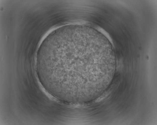 X0000081281099200702012212