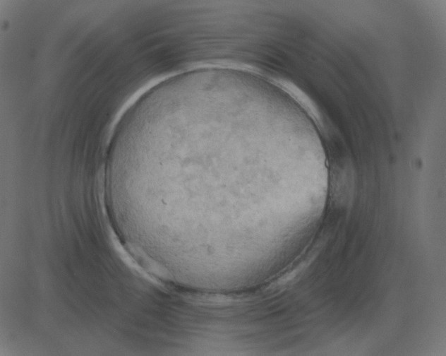 X0000081281100200702012212