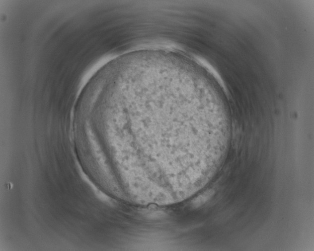 X0000081281103200702012212