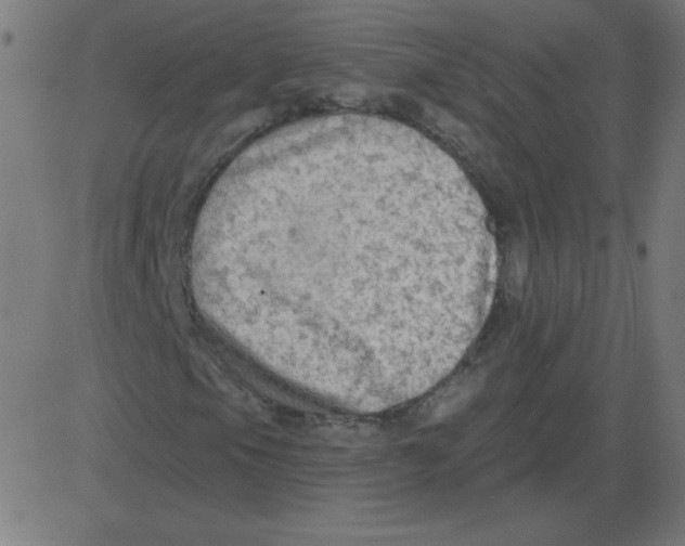 X0000081281105200702012211