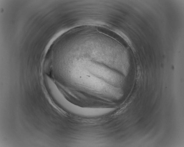 X0000081281128200702012212