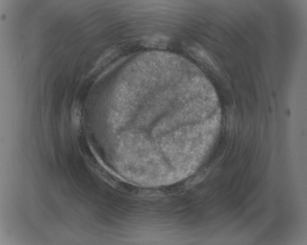 X0000081281154200702012211