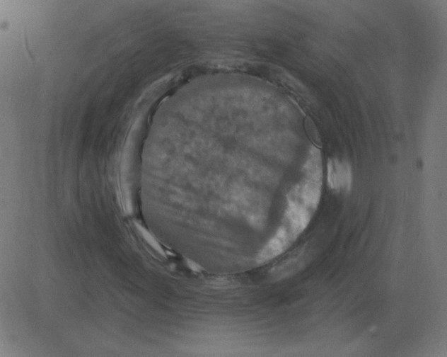 X0000081281155200702012211