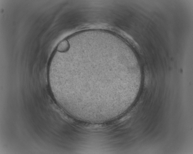 X0000081281174200702012211