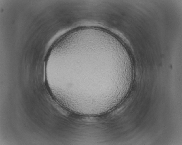 X0000081281175200702012211