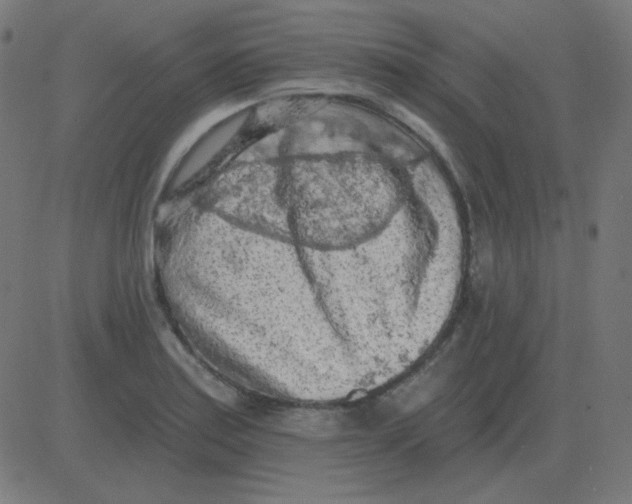 X0000081281179200702012211