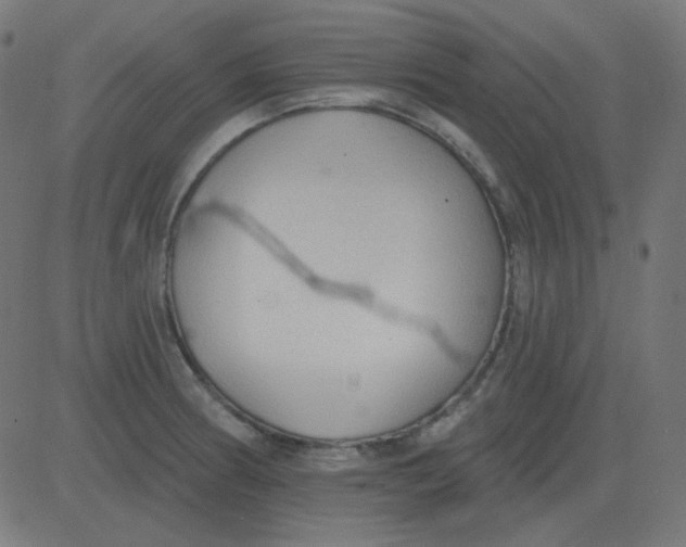 X0000081281186200702012211