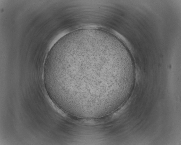 X0000081281194200702012211