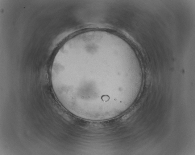 X0000081281215200702012210