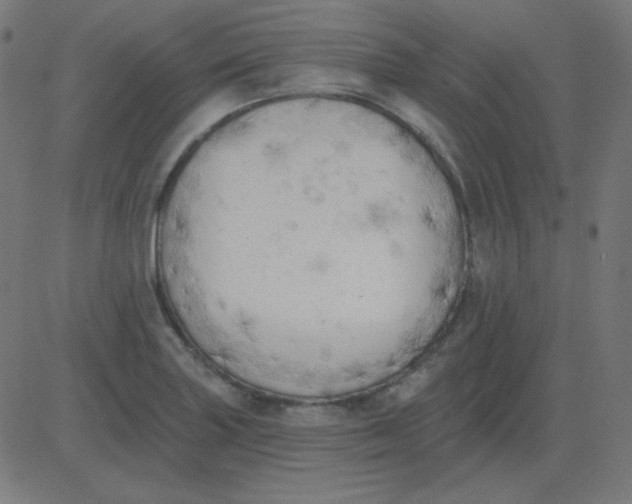 X0000081281227200702012210