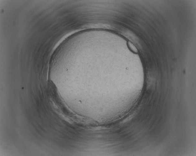 X0000081281228200702012210