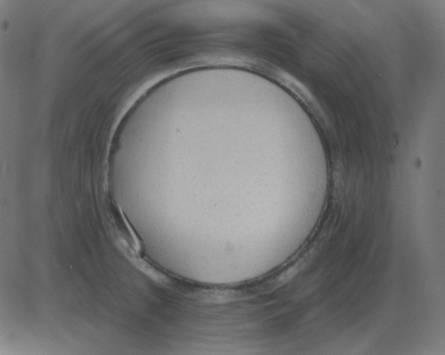 X0000081281236200702012210