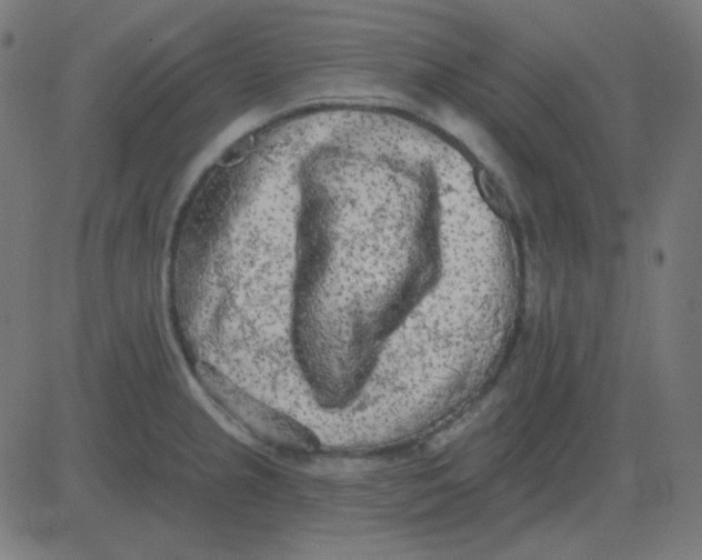 X0000081281237200702012210