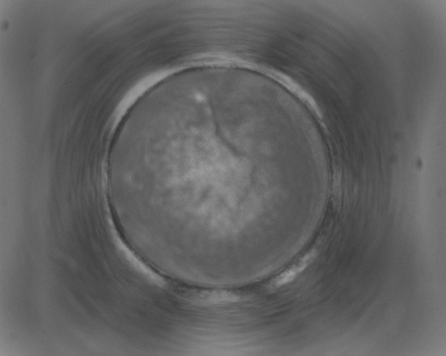 X0000081281239200702012211