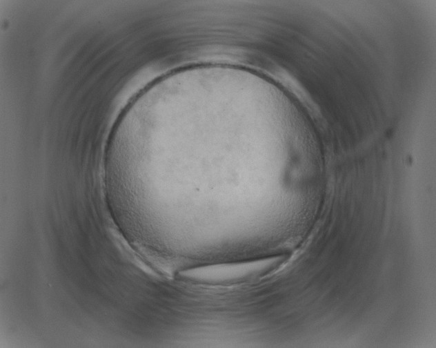 X0000081281240200702012211