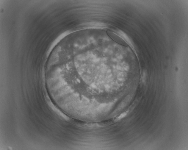 X0000081281243200702012211