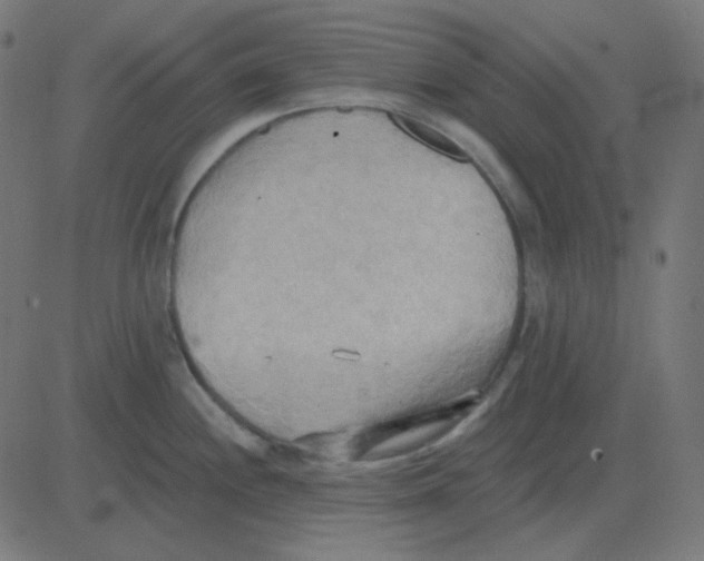 X0000081281244200702012211