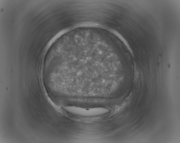 X0000081281245200702012211