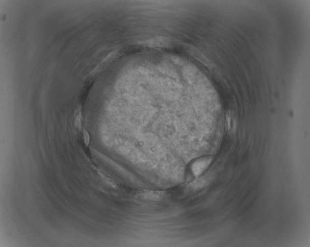 X0000081281251200702012210