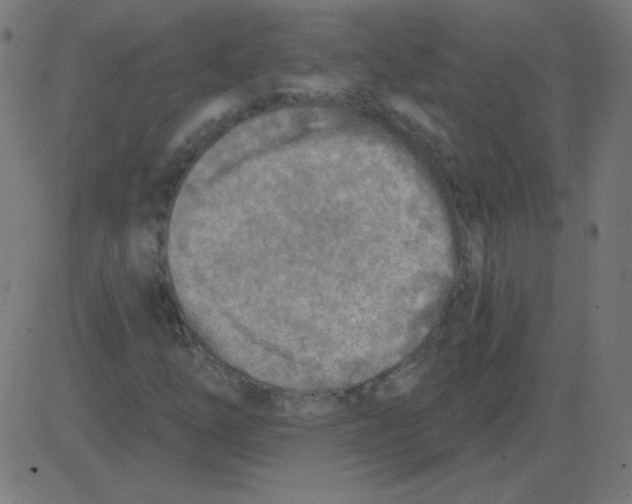 X0000081281254200702012210