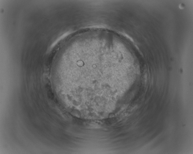 X0000081281255200702012210