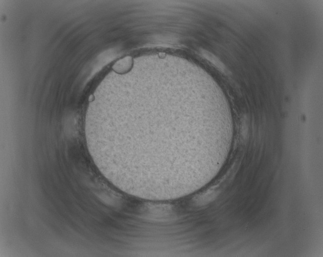 X0000081281258200702012210