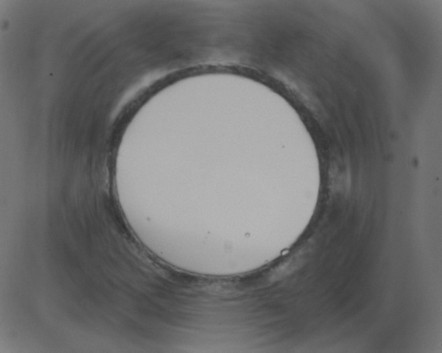 X0000081281262200702012210