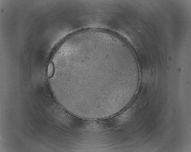 X0000081281263200702012210