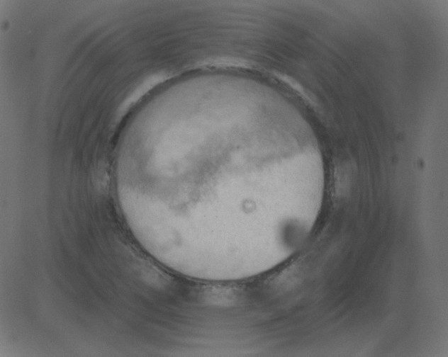 X0000081281266200702012210