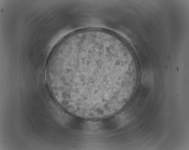 X0000081281271200702012209