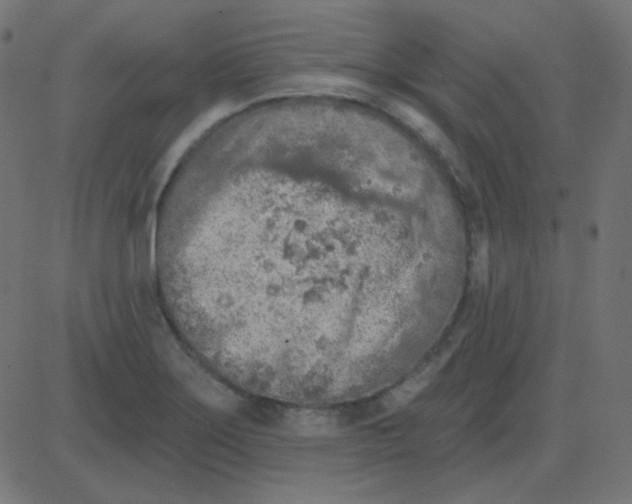 X0000081281275200702012209