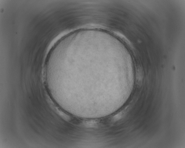 X0000081281278200702012209