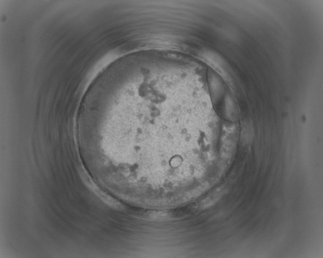 X0000081281283200702012209