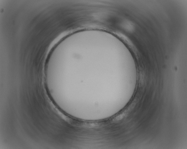 X0000081281286200702012209