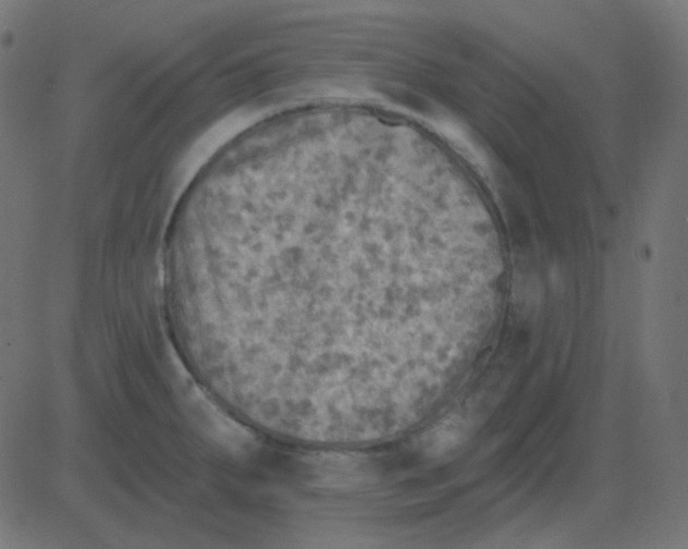 X0000081281287200702012209