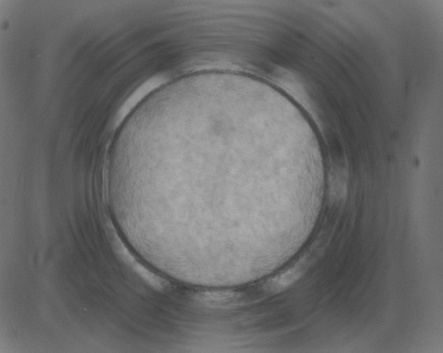 X0000081281290200702012209