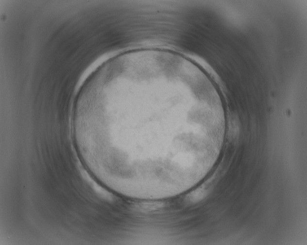 X0000081281294200702012209