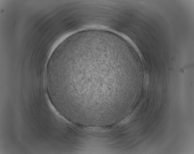 X0000081281295200702012209