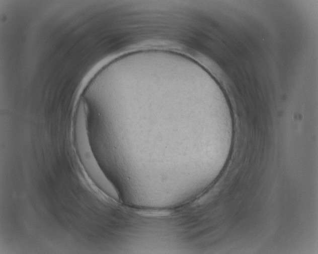 X0000081281296200702012209