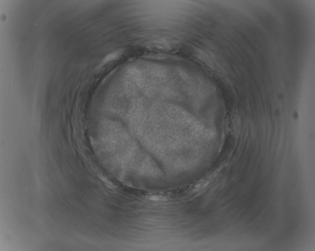 X0000081281297200702012208