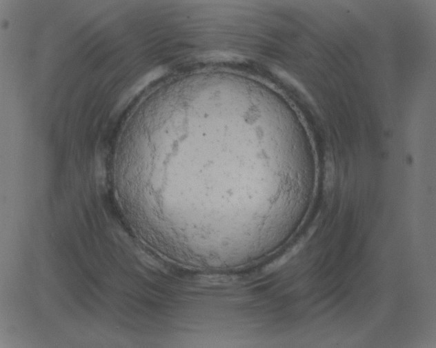 X0000081281305200702012208