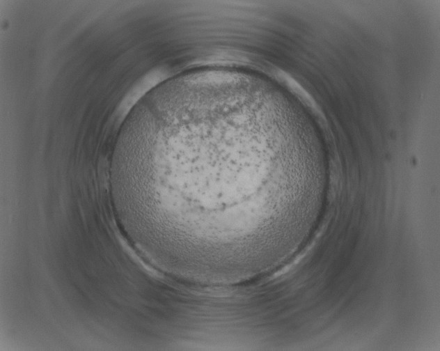 X0000081281329200702012209