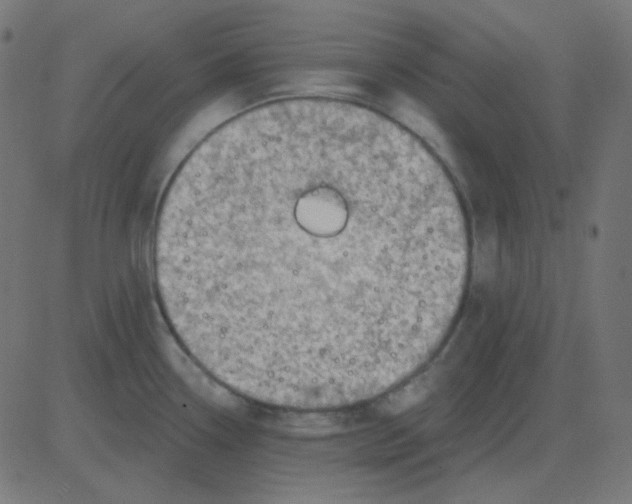 X0000081281338200702012209