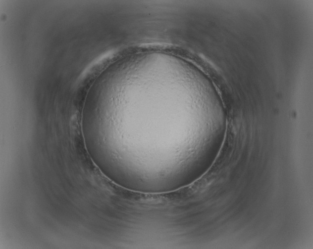 X0000081281351200702012208